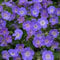 Geranium pratense Rozanne 13 cm
