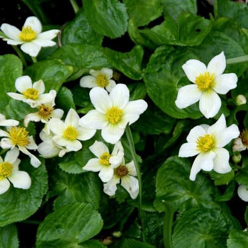 Plant World Seeds - Caltha Palustris Alba Seeds (Perennial Flower Seeds)