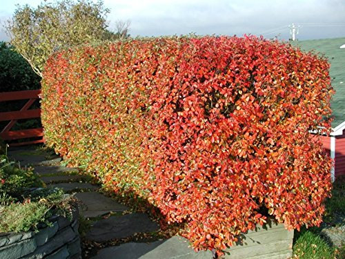 Strauchmispel im Topf/Container 60 - 80 cm