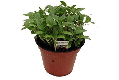 Thai-Basilikum, Marktfrische Pflanze