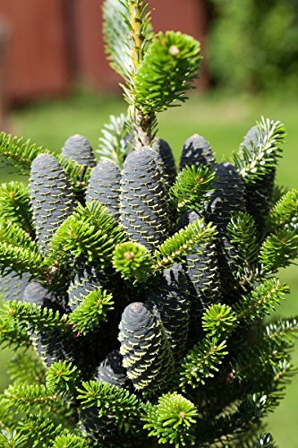 Koreatanne - 20 Samen