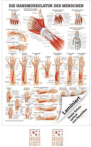 Rüdiger Handmuskulatur Poster Anatomie 70x50 cm medizinische Lehrmittel