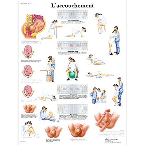 3B Scientific Modèle Anatomique Accouchement