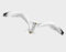 Apalis Fenstersticker Fensterfolie Fliegende Möwe Fensterbilder HxB: 15 x 50cm