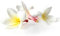 Orchidee - Thai-Aromaöl - 500ml - Massageöl mit dem Duft aus Thailand - Orchideenöl