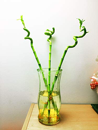 1 spirale droites Lucky Bamboo dans grand vase en verre