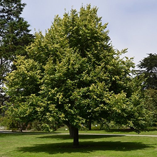 Müller Münchehof GmbH Baum des Jahres 2016 - Winterlinde im Container Größe 100 bis 125 cm