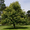 Müller Münchehof GmbH Baum des Jahres 2016 - Winterlinde im Container Größe 100 bis 125 cm