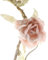 Sass & Belle Rose Garland Light Pink