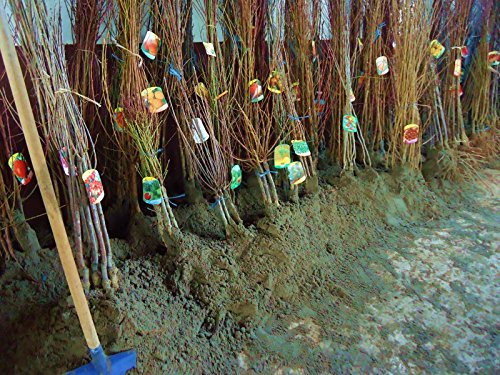 Noce Broadview D'Innesto Pianta a radice nuda Varietà Noce Broadview D'Innesto - 1 Pianta