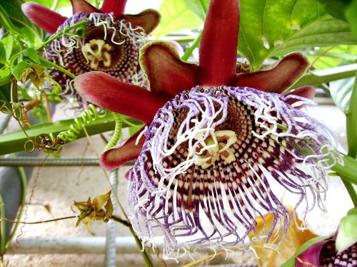 Seedeo Riesengranadilla (Passiflora quadrangularis) 10 Samen