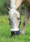 Deluxe-Weidenmaulkorb von Shires für Pferde, aus Nylon, 495NF, schwarz, Small Pony