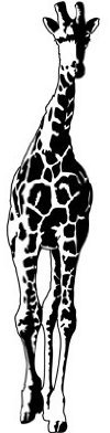 Apalis Fensterfolie Glasdekor Fenstertattoo Giraffe Glas-Aufkleber Frosted 170 x 37cm