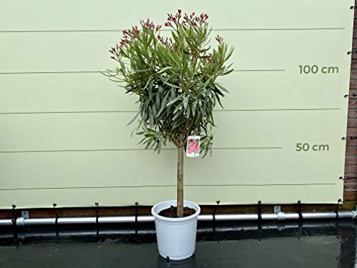 Tropictrees Nerium Adelfa Plantas resistentes al invierno con flores rojas, 80-100 cm de altura, plantas resistentes al invierno para jardín, arbusto resistente al calor y a la sequía