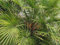 Exoga Zwergpalme - Chamaerops humilis - Samen