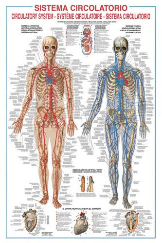 Educational - Bildung Adern Venen Kreislauf des Menschen - Circulatory System Bildungsposter Plakat Druck - Version in Englisch - Grösse 68x98 cm