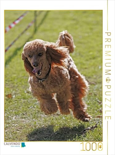CALVENDO Puzzle Rennender Pudel | 1000 Teile Lege-Größe 48 x 64 cm Foto-Puzzle für glückliche Stunden