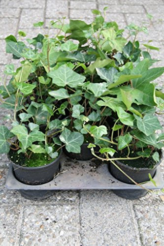 Bodendecker Hedera helix hibernica T.B.10,5 5Tr. 15-20 25 St.