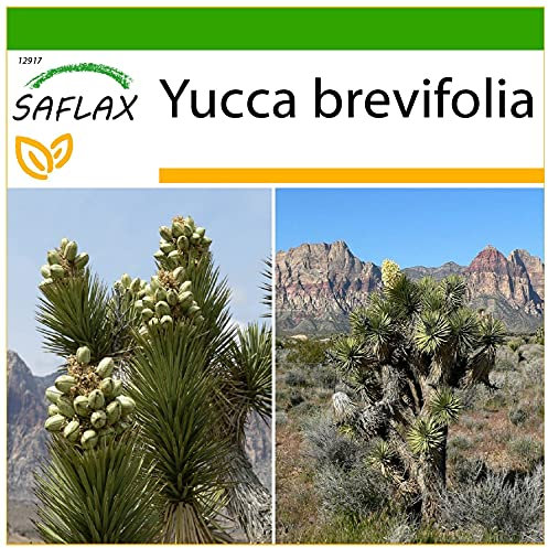 SAFLAX - Joshua Tree - 10 Seeds - with Soil - Yucca brevifolia