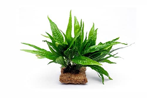 SubstrateSource Java Fern Large Mat Microsorum Pteropus Live Aquarium Plant