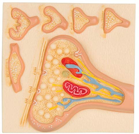 3B Scientific Menschliche Anatomie - Die Synapse