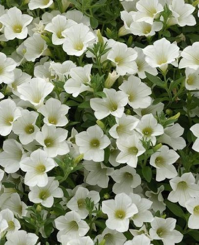 Pack x6 Trailing Surfinia Petunias 'White' Summer Garden Plug Plants