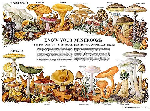 Wee Blue Coo Science Biology Mycology Mushroom Gus Toadstool Chart Art Print Poster Wall Decor Kunstdruck Poster Wand-Dekor-12X16 Zoll
