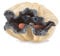 Folkmanis 3067 Giant Clam Puppet