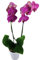 Lila Orchidee inklusive Keramikübertopf und Grußkarte # Pflanze # Zimmerpflanze # Büropflanze