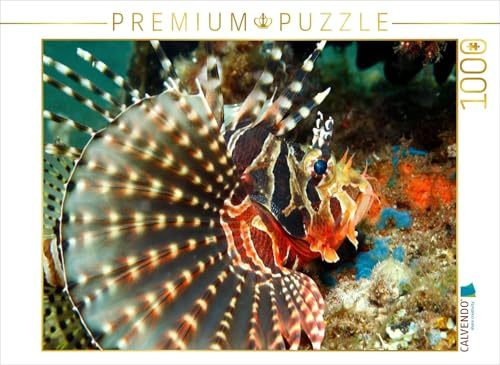 CALVENDO Puzzle Zebra-Strahlenfeuerfisch | 1000 Teile Lege-Größe 64 x 48 cm Foto-Puzzle für glückliche Stunden