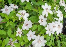 Clematis, Clematis-Blumen, Kletterpflanze Kletterpflanze Clematis Samen - 100 Stück Samen/bag