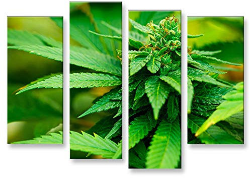 islandburner Bild Bilder auf Leinwand Weed Grass Ganja 4er XXL Poster Leinwandbild Wandbild Dekoartikel Wohnzimmer Marke