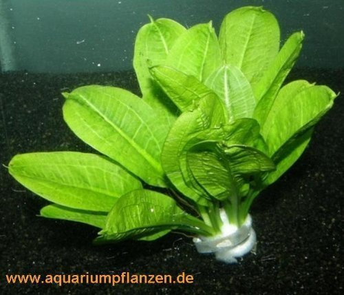 1 Bund Echinodorus Tropica, Schwertpflanzen
