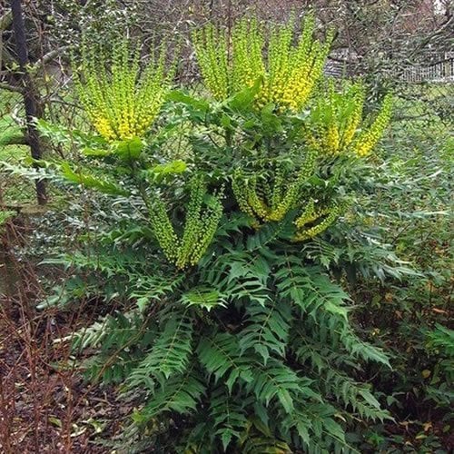 GardenersDream Mahonia Media Winter Sun Oregon Grape Plant in Pot - Outdoor Garden Ready Flowering Shrub - Beautiful Evergreen Outdoor Plant for Gardens (9cm Pot, 20-30cm)