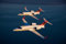 POSTERS Lear-Jet Poster Luftfahrt 28 cm x43cm 11inx17in
