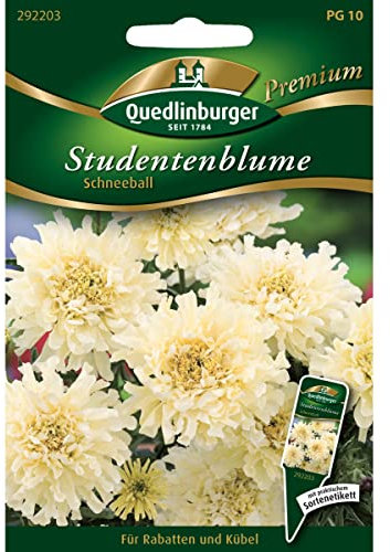Studentenblumen, Schneeball