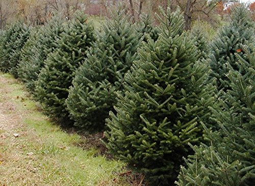 Nordmanntanne im 10er Bündel - 5 jährig