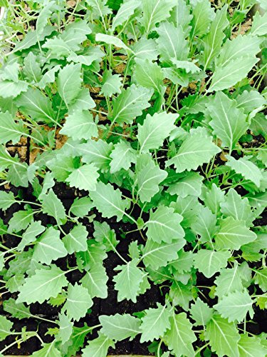 Kohlrabi weiß, Kohlrabi im 10er Pack, Gemüse Pflanzen, Jungpflanzen