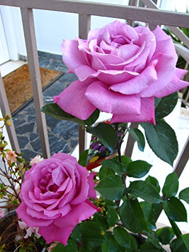 Unbekannt 50 Stück, Lila, Rot Rosen-Samen DIY Hausgarten Dezember.