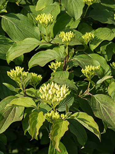 25 x Roter Hartriegel (Cornus sanguinea) 50 - 80 cm