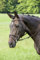 Trense ''Athena'', engl. RH, Farbe:schwarz;Groesse:Vollblut