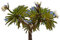 Madagaskar Palme 10 frische Samen -pachypodium lamerei-