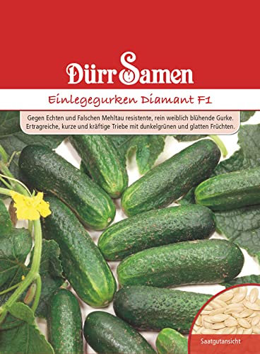 Einlegegurken Samen Diamant Gurkensamen Grüne Gurken Ertragreich ca 10 Korn Saatgut Garten Hochbeet Kübel Dürr Samen