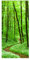 Magnettafel Romantischer Waldweg Memoboard Design Hoch Metall Magnet Pinnwand Motiv Wand Stahl Küche Büro, Größe HxB: 78cm x 37cm