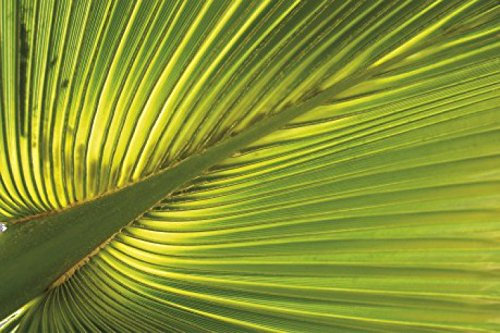 1art1 Palmiers Sticker Mural Feuille De Palmier De Chanvre Poster Papier Peint Autocollant 180x120 cm