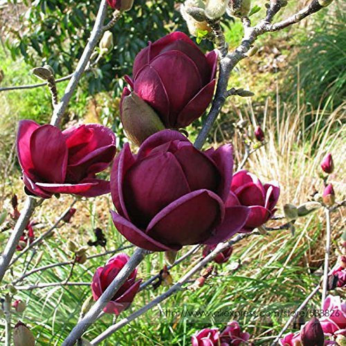 Rare ‚Genie‘ Genie Dunkelrot Yulan Magnolien-Baum-Blumensamen, Profi-Pack, 10 Samen, Licht Duftende Garten-Baum-NF851