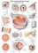 anatomische Lehrtafel Das menschliche Auge Anatomie Poster Lehrposter 50x70cm