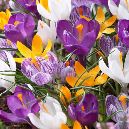 YouGarden Crocus Species Mixed, Pack of 30 Bulbs, Spring Flowering Bulbs for Planting Now UK
