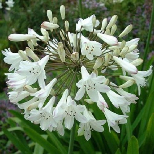 Semi 25+ Bianco Giglio africano Agapanthus fiore/perenne