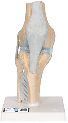 3B Scientific Menschliche Anatomie - Gelenkschnitt-Modell des Knies, 3-teilig + kostenlose Anatomie App - 3B Smart Anatomy
